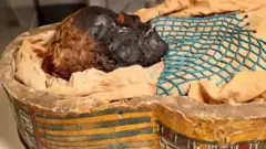 Takabuti in her sarcophagus