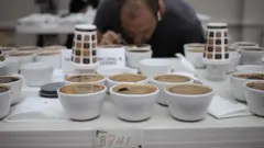 Un jurado examina los cafés participantes en la competencia El Mejor de Panamá.
