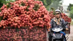 A Vietnamese farmer transports harvested lychees to sell to domestic traders at a wholesale market in Luc Ngan district of Vietnam's Bac Giang province on June 9, 2020.
