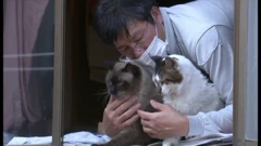 kedi