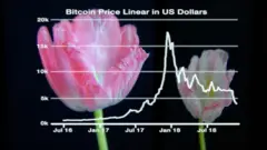 біткоїн та тюльпан