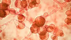 Candida auris
