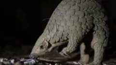పంగోలిన్
