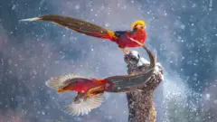 Dois pássaros coloridos, vermelhos e azuis, com grandes penas no rabos, fotografados durante voo sob a neve