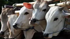 பசுவதை தடுப்புச் சட்டம்