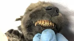 Mbwa