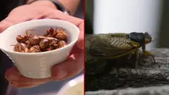 美食與「蟬」：紐約廚師研究昆蟲大餐為人類尋找新食材