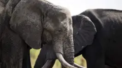 Tembo wawili