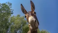 A donkey