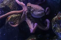 Polvo, um animal marinho de oito tentáculos
