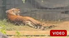 கூடலூரில் ஆட்டம் காட்டிய புலி கூண்டில் சிக்கியது எப்படி?