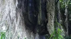 Ọpẹ abami l'Ekiti