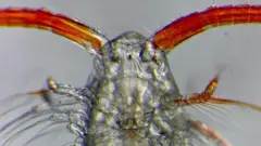 Copépode visto pelo microscópio