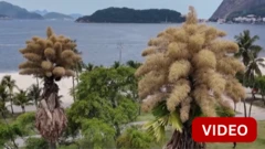 காணொளி- வாழ்நாளில் ஒரு முறை மட்டும் பூக்கும் அரிய மரம்