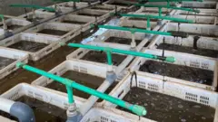 Amazirantoki ari mu bikoresho bya plastike byo ku ruganda ruyatunganyamo ifumbire 