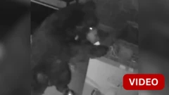 ஊட்டியில் கடை கதவை உடைத்து ஐஸ்க்ரீம் சாப்பிட்ட கரடி