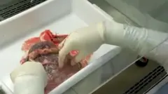Uma pessoa manuseando uma placenta