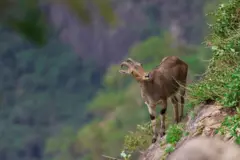 நீலகிரி வரையாடு