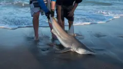 షార్క్ చేపలు, చేపల వేట, తమిళనాడు, మత్స్యకారులు, షార్క్ రెక్కల అక్రమ రవాణా