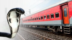 किंग कोब्रा