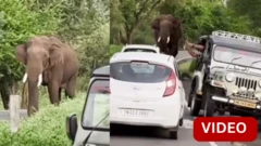 சுற்றுலாப் பயணிகளின் வாகனங்களை துரத்திய காட்டு யானை