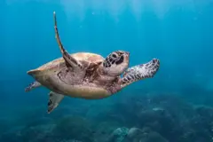 Qubada