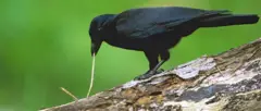 ‘መሃይምነት ይጥፋእ!’