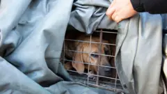 တောင်ကိုရီးယားမှာ ခွေးအသားဆိုင်ရာမူဝါဒကို ကန့်ကွက်ဖို့ ကိုရီးယားခွေးအသားဆိုင်ရာအဖွဲ့ဝင်တွေ စုဝေးနေချိန် အတူမြင်တွေ့ရတဲ့ လှောင်အိမ်ထဲက ခွေးတစ်ကောင်