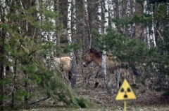 Caballos de Przewalski en la zona de exclusión de Chernóbil