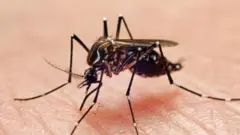 મચ્છર, પાણીજન્ય રોગચાળો, ગુજરાત