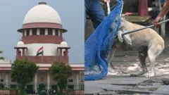 सर्वोच्च न्यायालयाकडून भटक्या कुत्र्यांबद्दलच्या निर्णयात सुधारणा