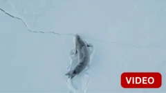 அன்டார்டிகா பனிப் பரப்பில் ஊர்ந்து சென்ற 'கிராப் ஈட்டர்' சீல்