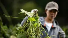 Pessoa segura planta de edamame