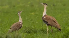 કચ્છ, વન, જંગલ, પર્યાવરણ, રાજસ્થાન, ગુજરાત, કચ્છમાં ઘોરાડના બચ્ચાનો જન્મ, ખડમોર, ઘોરાડ, બીબીસી ગુજરાતી