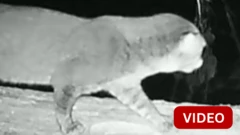 காணொளி: மலேசியாவில் தென்பட்ட உலகின் மிக அரிதான காட்டுப் பூனை