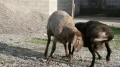 भेड़