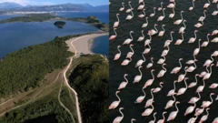 À esquerda, as zonas úmidas protegidas do delta de Vjosa-Narta com a cidade de Vlora ao fundo. À direita, uma exuberância de flamingos, uma das espécies que dependem da área.