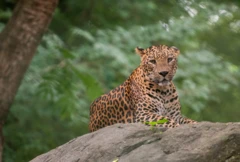 சிறுத்தை