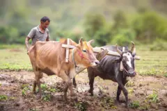 आर्थिक पाहणी अहवालात शेतीबद्दल कोणत्या 5 प्रमुख गोष्टी नमूद करण्यात आल्या?