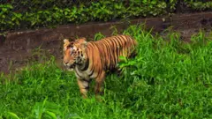 ஆண் புலி