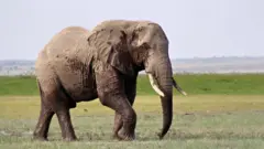 ሓርማዝ 
