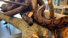 Roonaaldoon waggoota saglan darbaniif bifa biraa (korma) waliin wal quunnamee hin beeku