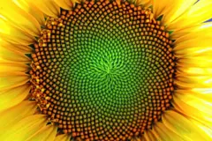 Um girassol visto de perto