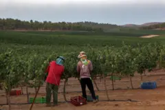 YATIR FOREST, ISRAEL - AUGUST 21: Thai workers harvest Mourvedre grapes for Yatir Winery on August 21, 2017 at the Carmel vineyard in the Yatir Forest in southern Israel. In a trend that started in recent years, Israeli wineries have begun to harvest earlier in the season, a move winemakers attribute to record-hitting hot summer months causing their grapes to ripen sooner. Some wineries harvest at night in order to preserve the freshness of the grapes while others harvest at dawn and rush the grapes to the winery before they are warmed by the hot summer days. (Photo by David Silverman/Getty Images)