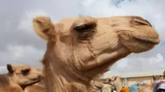 ኣብ ባህሊ ሶማሊ ኣግማል ክቡራት እየን