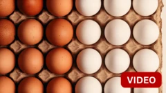 EGGS