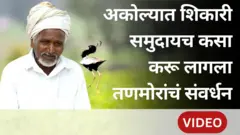 तणमोर संवर्धन