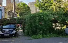 Imagem de árvore caída sobre carro em uma rua 