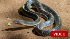 மழையின்போது பாம்புகள் அதிகமாக வீட்டுக்குள் வருவது ஏன்? எப்படி தடுப்பது?