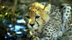 ચિત્તો મધ્યપ્રદેશ ભારત 